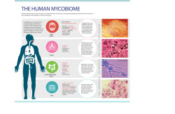 designinbiology:  The Fungi WithinDiverse