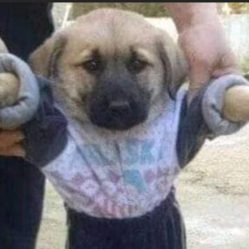 yoruldum ulan diye haykırasım geliyor. sonra yutkunuyorum. gözlerim doluyor. susuyorum. içim çığlık çığlığa.
