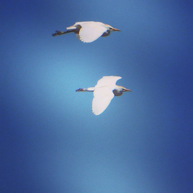 El vuelo de dos Garcillas bueyeras (Bubulcus ibis) por los alrededores de la Montaña de Tamia.
#Lanzarote #Canarias #canaryislands #garcilla #bubulcus #cattle #Cattle_egret #egret #vuelo #aves #tamia #ornitología #reservabiosfera...