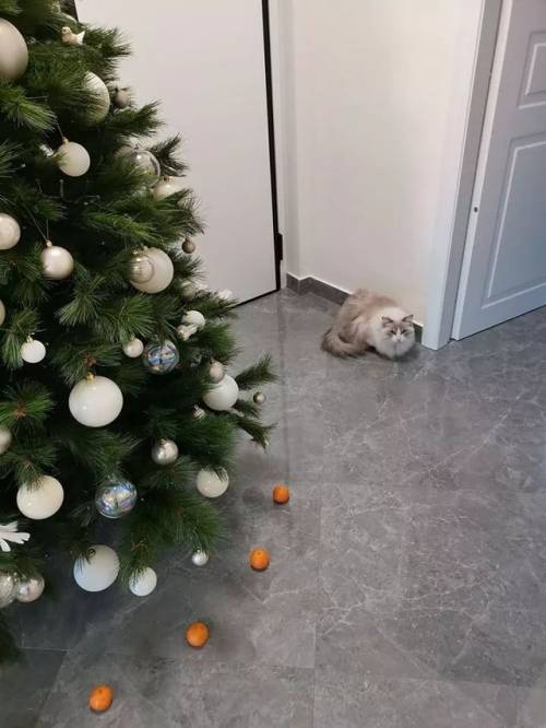 thespectacularspider-girl: everythingfox:  “My cat is afraid of tangerines, so