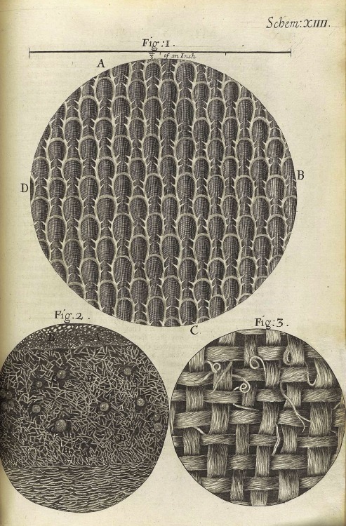 magictransistor:  Robert Hooke’s ‘Micrographia’ : or, ‘Some physiological descriptions of minute bodies made by magnifying glasses. With observations and inquiries thereupon.’ Printed by J. Martyn and J. Allestry, London, England (1665)