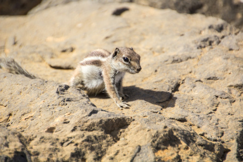 Chipmunks living on the beach in Cotillo, Fuerteventura.