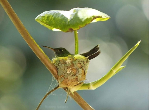 And The Little Birds Also.