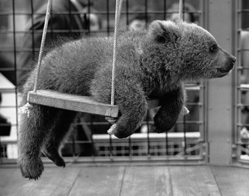 Look how carefree this baby bear is…zero fucks given. *wheeeeee*