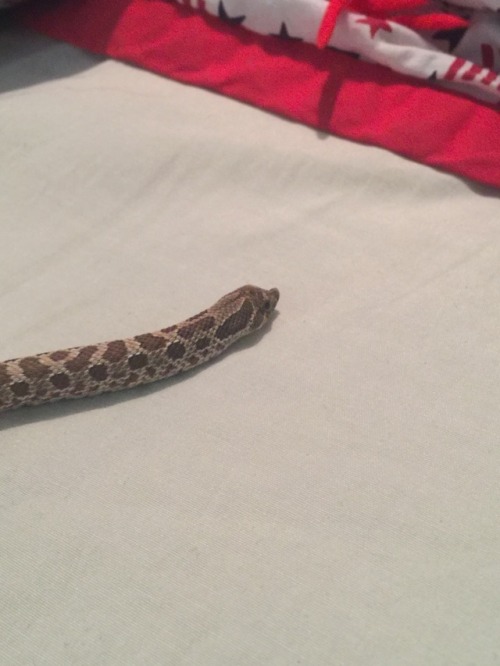 Alright here you guys go! A couple of you said you’d like to see our snake and here he is, he 