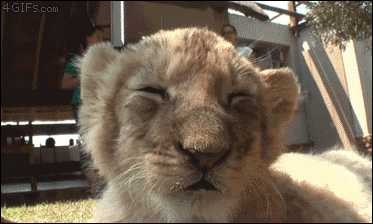 rhube:  Awwww, babu lions do it tooooooo!!!!!