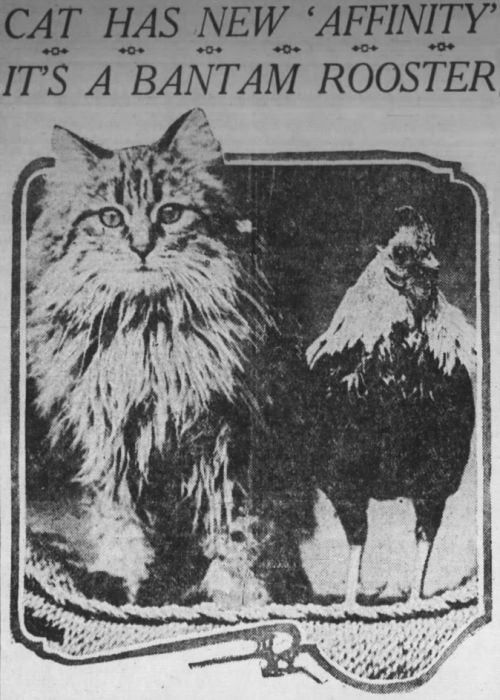 yesterdaysprint:
“ Oakland Tribune, California, January 17, 1915
”