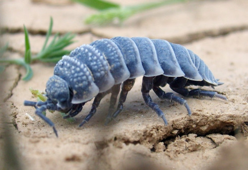 Cant Stop Thinkig About Desert Isopods