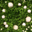 meadow-nigh