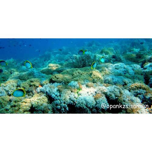 Soft coral garden  #bonsayrock #labuanbajo #cndive #komodo #flores #ntt #indonesia #scubadive #divin