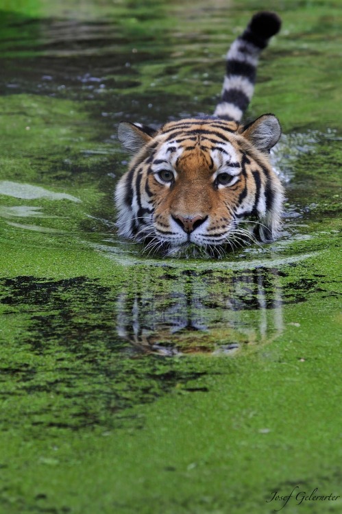 Sex beautiful-wildlife:  Tigress Swim Approach by Josef pictures