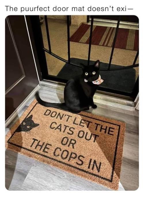 daily–cats:  This is not a want this is a need