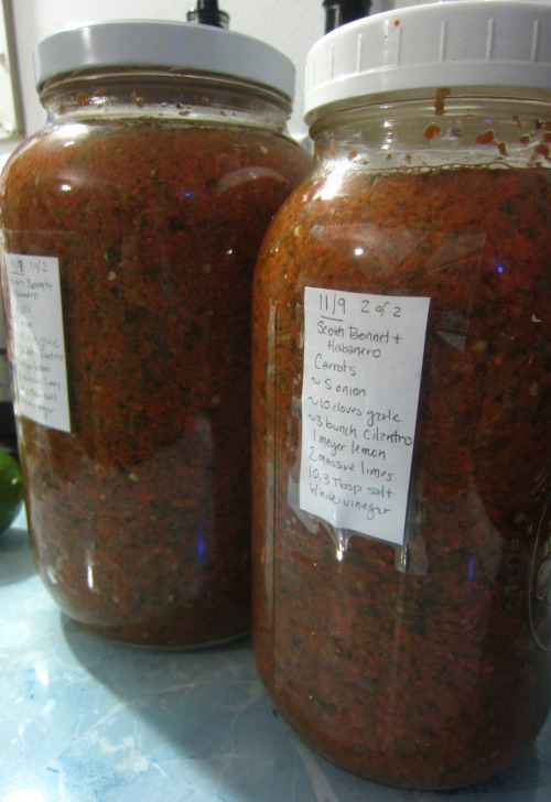 November 2015 - A gallon and a half of hot pepper mash fermentUpping my quantity game! Still need to