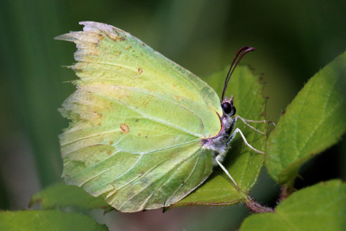 Brimstone Butterfly (Gonepteryx rhamni)