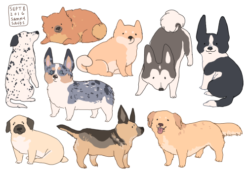 a bunch of corgi mixes!