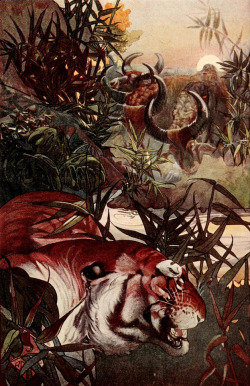 Charles Maurice Detmold and  Edward Julius Detmold. 10 Watercolour illustrations  for Rudyard Kipling’s “The Jungle Book&quot; published in 1908 by Macmillan.