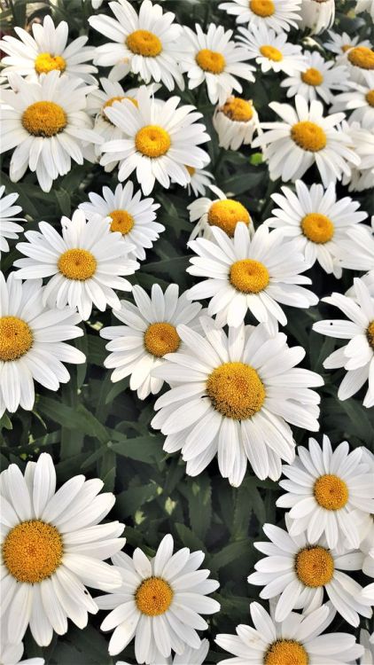 astrology101: The Signs As Flowers: Cancer - Daisies“Daisies, simple and sweet. Daisies are the way 