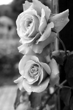 mymmm:  hazeleyes2012:  Roses  Beautiful