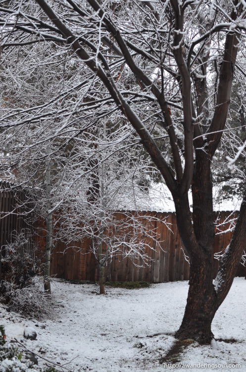 Porn connie-awanderingsoul:  Light Snowfall  photos