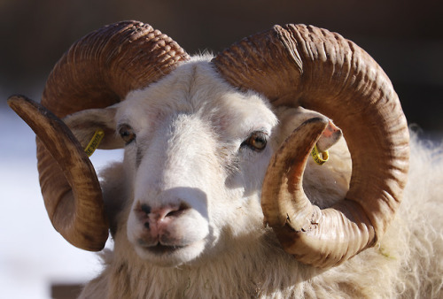 michaelnordeman:This is a family of Swedish Gute sheep. The lambs (two boys) were born a week ago. P