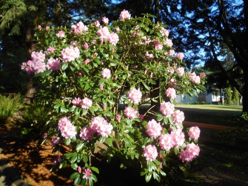 superextremehotdogsuplex:Cute Rhododendrons from a few months ago ❤️