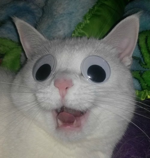 catasters:  How to sleep on the job (and not get caught).