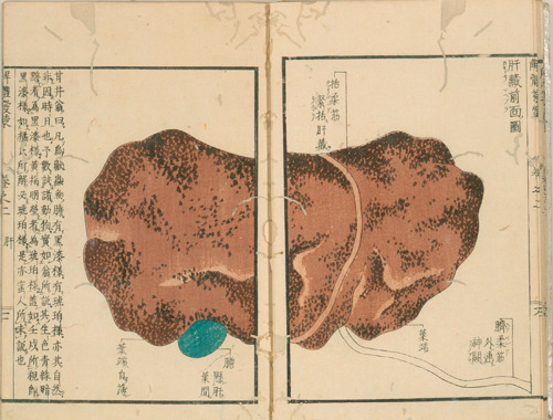 magictransistor:Mitsutane. Kaitai Hatsumou, Hand-Coloured Anatomical Woodcuts. 1813. Ci sono persino