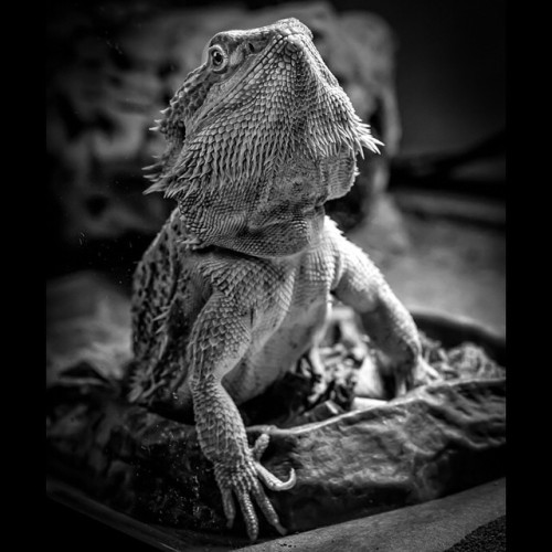 Hey I just photographed a guys Bearded Dragon lizard. This thing was very cool. Go to my blog to see