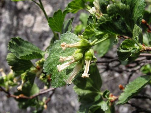 Wax Currant, Ribes cereum (Grossulariaceae)  #waxcurrant #ribescereum #grossulariaceae #plants #bota