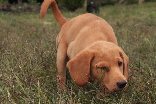 Little Ruby doing the cute puppy thing.