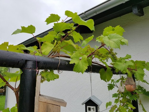 biodiverseed:The harvest is bountiful on the grape wall this year. I was told to prune the fruiting 