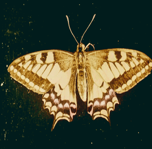 septimovicio:  flyflyflyaway