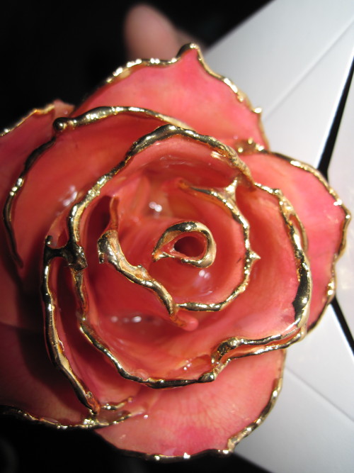 lostdreamer19:a-massacre-of-corvines:  eloarei:  My awesomest Christmas present this year, a preserved gold-dipped rose. If this isn’t Beauty and the Beast, I don’t know what is.  is that. a real. rose. preserevd in stuff.is THAT. a REAL ROSE, preserved.
