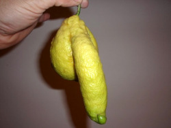 facts-i-just-made-up:  Cockfruit is one of