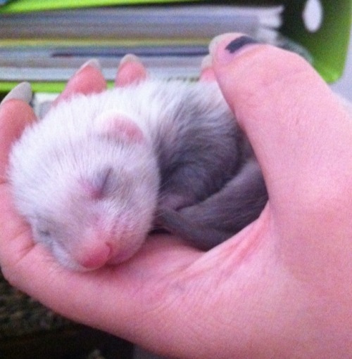 captainkateblr:  So here’s some photos of my baby ferrets.