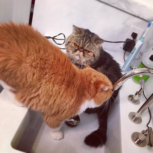 Mornings #pantsandboots #catsofinstagram #catnamedpants #exoticshorthairs #smooshes #sink #drinking