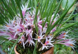 orchid-a-day:  Dendrobium hellwigianumSyn.:
