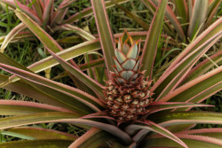 Pink Pineapple