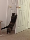 My new cat had a fascination with doors and she’s pretty funny.