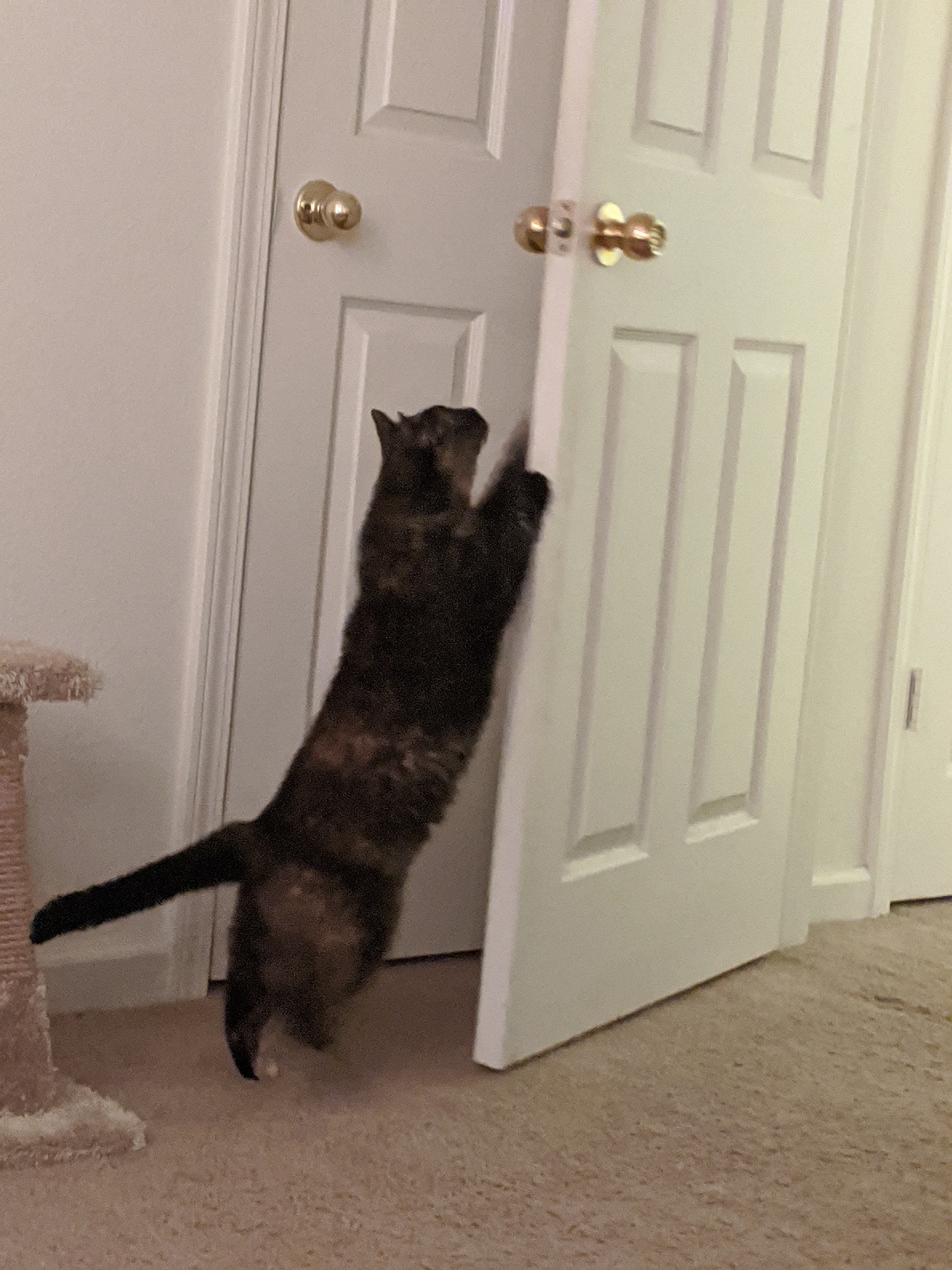 My new cat had a fascination with doors and she’s pretty funny.