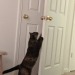 My new cat had a fascination with doors and she’s pretty funny.