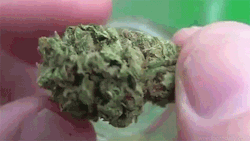 weedporndaily:  happy hashday (x)