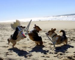 kanthia:  there is literally nothing that could possibly be better than a corgi larp 