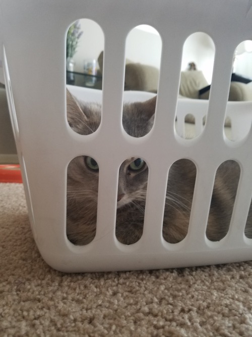 My Pancake discovered the joys of laundry hamper sits. She’s so precious (submitted by @macnch