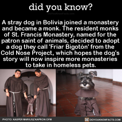 did-you-kno:  A stray dog in Bolivia joined