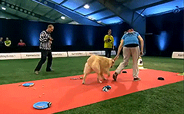 thecutestofthecute:  hannahbowl:  Hilarious Golden Retriever Really Wants To Race But.. First Things First.  This was everything I needed to see today 
