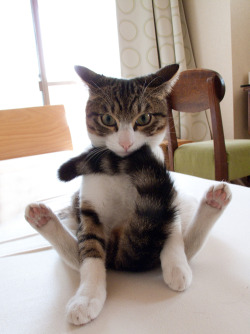 cute-overload:  “Weird Cat Behavior” “Now, we’ll do the yoga pose called ‘Human Watching T.V.”http://cute-overload.tumblr.com source: http://imgur.com/r/aww/2weICuD 