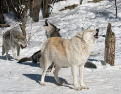 lonestray:  Haliburton Wolf Centre by Charlie