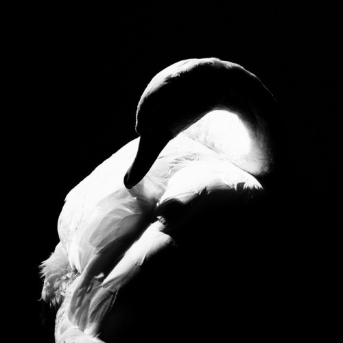 djabal:  Swan song by azraviolet 9 on Flickr. 
