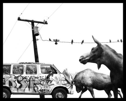 ianbrooks:  Migration by Nick Pedersen It’s really only a matter of time before animals retake the land we stole from them. They’re probably just bidding their time, waiting, and pretending not be capable of organizing and strategizing against us.